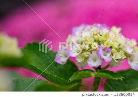 Hydrangeas (early summer flowers) stand out against a pink background. 138600034