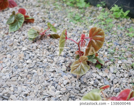 Begonia seedlings 01 Begonia seedlings 01 138600046