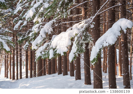 雪後初霽的林間小徑；白雪皚皚的冬日景象。 138600139