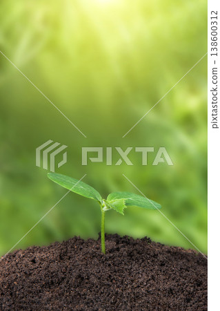 Ecology and business concept. Plant growth evolution from seed to sapling. Young green seedling are growing from the rich soil in sunlight. Business growth, success, development and profit. Ecology and business concept. Plant growth evolution from seed to sapling. Young green seedling are growing from the rich soil in sunlight. Business growth, success, development and profit. 138600312