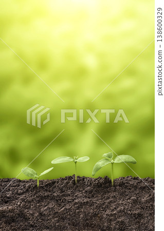 Young green seedling are growing from the rich soil in sunlight. Plant growth evolution from seed to sapling. Business growth, success, development and profit. Ecology and business concept. Young green seedling are growing from the rich soil in sunlight. Plant growth evolution from seed to sapling. Business growth, success, development and profit. Ecology and business concept. 138600329