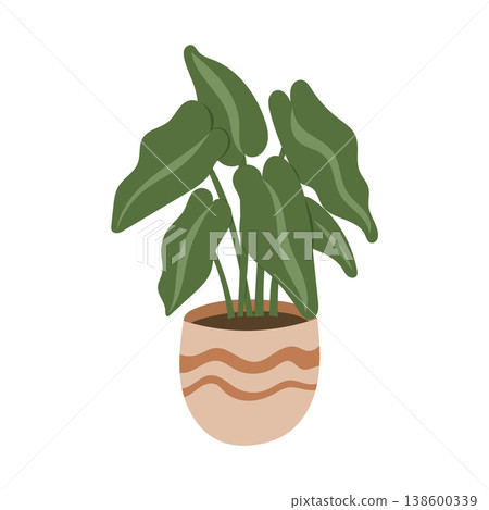Tropical houseplant with large leaves in patterned pot 138600339