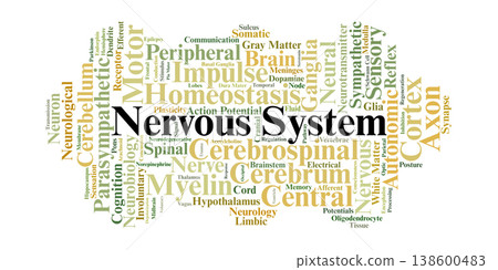 Nervous System Word Cloud. A Visual Compilation of Key Terms Spanning Neurobiology, Brain Functions, Neural Pathways, and the Physiological Coordination of the Human Body. 138600483