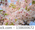 The lovely pink cherry blossoms that bloom in March, known as "Tairyozakura" 138600672