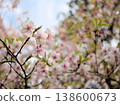 The lovely pink cherry blossoms that bloom in March, known as "Tairyozakura" 138600673