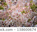 The lovely pink cherry blossoms that bloom in March, known as "Tairyozakura" 138600674