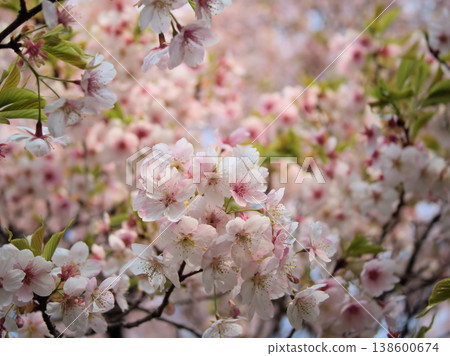 The lovely pink cherry blossoms that bloom in March, known as "Tairyozakura" 138600674