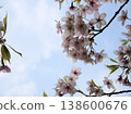 The lovely pink cherry blossoms that bloom in March, known as "Tairyozakura" 138600676