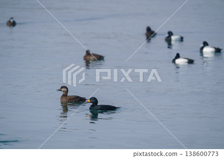 黑海番鴨漂浮在海面上:冬季海域可見的野生鳥類 黑海番鴨漂浮在海面上:冬季海域可見的野生鳥類 138600773
