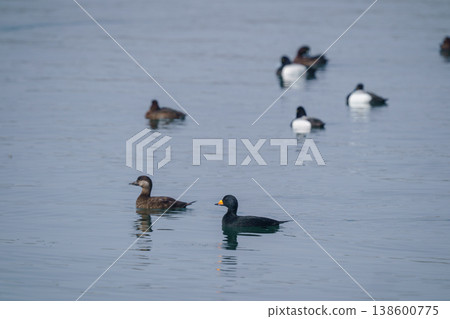 黑海番鴨漂浮在海面上：冬季海域可見的野生鳥類 138600775