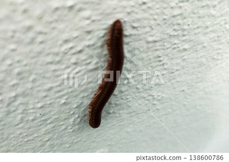 Close-Up of a Brown Caterpillar Crawling on a White Textured Wall with Soft Lighting in a Natural Setting 138600786