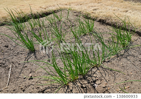 Ezo chives (Amaryllidaceae family), perennial herb. 138600933