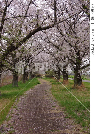 Cherry blossom tunnel 138600950