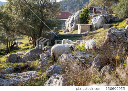 Sheep graze in a pasture in the mountains. Sheep graze in a pasture in the mountains. 138600955