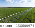 Aerial view of agricultural watering pivot irrigation system on a corn field 138600974
