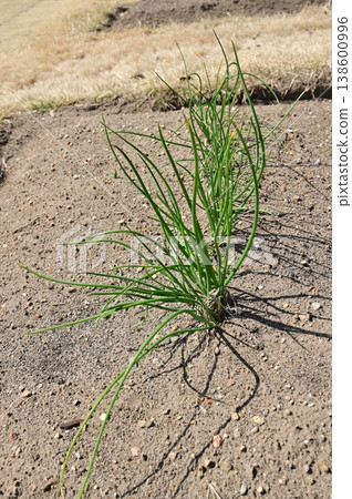 蝦夷韭(石蒜科),多年生草本植物。 蝦夷韭(石蒜科),多年生草本植物。 138600996