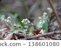  白花 138601080