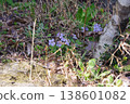 紫羅蘭（Viola mandshurica）預示著春天的到來。 138601082