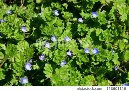 Veronica persica (Plantaginaceae family), Veronica genus Veronica persica (Plantaginaceae family), Veronica genus 138601116