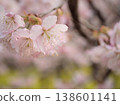 The beautiful cherry blossoms of "Izutagabeni" bloomed in sunny March. 138601141