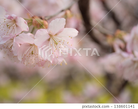 The beautiful cherry blossoms of "Izutagabeni" bloomed in sunny March. 138601141