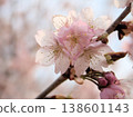 The beautiful cherry blossoms of "Izutagabeni" bloomed in sunny March. 138601143