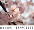 The beautiful cherry blossoms of "Izutagabeni" bloomed in sunny March. 138601144