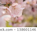 The beautiful cherry blossoms of "Izutagabeni" bloomed in sunny March. 138601146