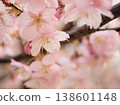The beautiful cherry blossoms of "Izutagabeni" bloomed in sunny March. 138601148