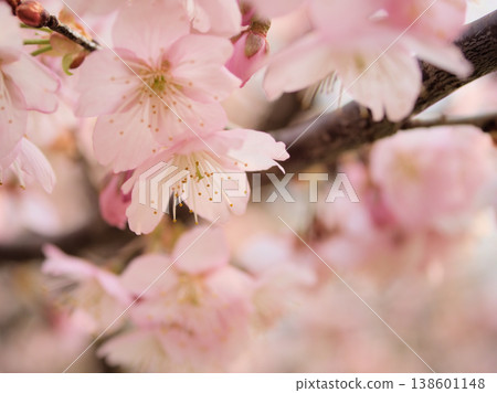 The beautiful cherry blossoms of "Izutagabeni" bloomed in sunny March. The beautiful cherry blossoms of "Izutagabeni" bloomed in sunny March. 138601148