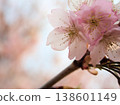 The beautiful cherry blossoms of "Izutagabeni" bloomed in sunny March. 138601149