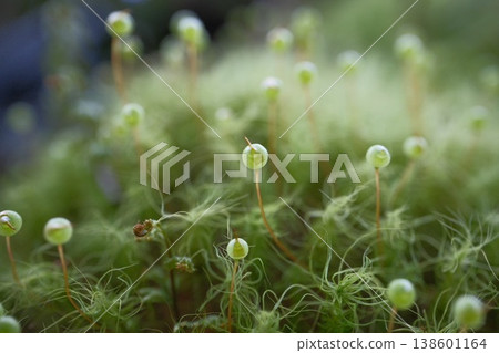 苔蘚的宏觀視角，苔蘚的囊腫直立；半透明綠色的特寫。 138601164