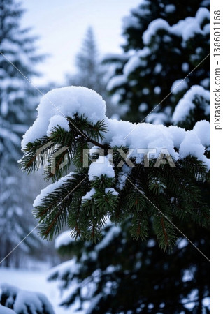 雪覆青松冬日景 寒冬枝头雪意浓 138601168