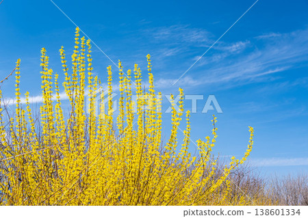 藍天和連翹 138601334