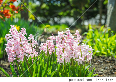 Hyacinths grown outdoors in the garden Hyacinths grown outdoors in the garden 138601336