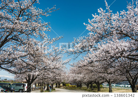Cherry blossom trees on a sunny day 138601342