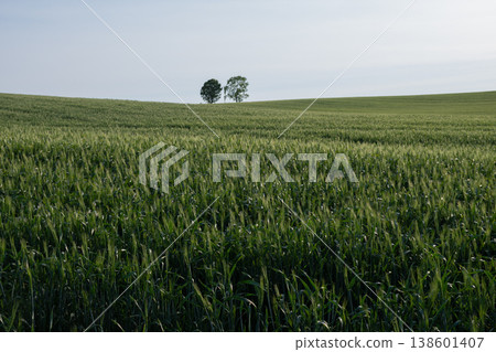 Early summer green wheat field Biei Town Early summer green wheat field Biei Town 138601407