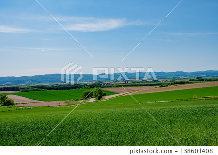 A vast green wheat field under the blue sky of early summer. A vast green wheat field under the blue sky of early summer. 138601408