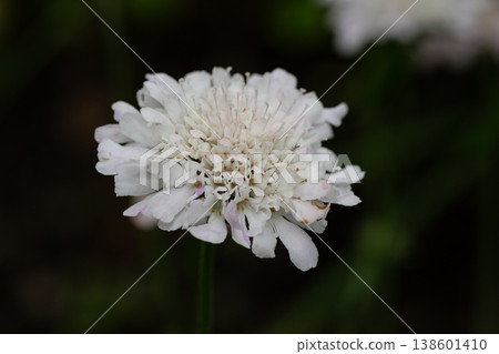 初夏花園裡盛開的白色藍盆花 初夏花園裡盛開的白色藍盆花 138601410