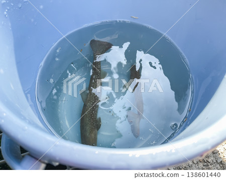 一條櫻花鮭(amago),山澗之王,在清澈的溪流中被捕獲。隨後被放生到水桶裡。 一條櫻花鮭(amago),山澗之王,在清澈的溪流中被捕獲。隨後被放生到水桶裡。 138601440