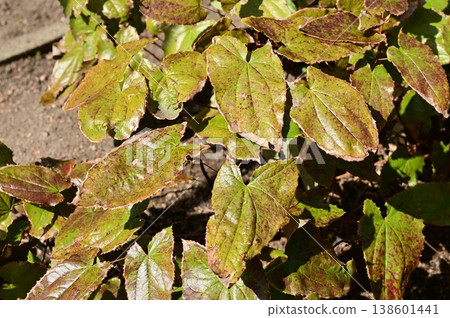 淫羊藿(小檜科)的葉子 淫羊藿(小檜科)的葉子 138601441