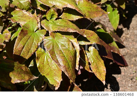 Leaves of Epimedium grandiflorum (Berberidaceae family) 138601468
