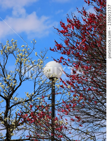 Red and white plum blossoms and round streetlights Red and white plum blossoms and round streetlights 138601537