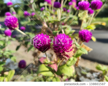Vibrant Purple Globe Amaranth Flowers in Full Bloom Set Against a Soft-focus Background of Green Foliage and Bright Blue Sky 138601587