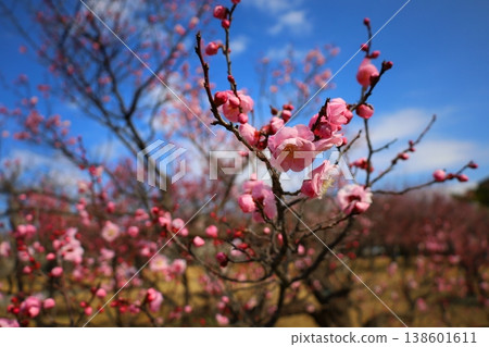 Wide-angle shot of plum blossoms 138601611