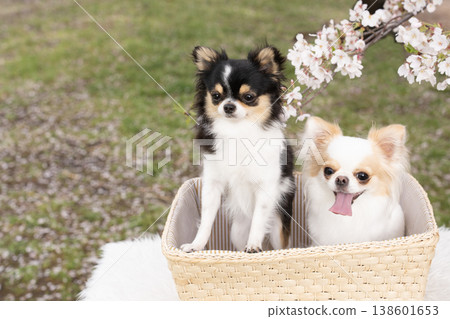 Cherry blossoms and two Chihuahuas in a basket 138601653