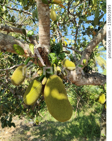 Jackfruit Tree with Green Jackfruits Hanging on a Branch Surrounded by Lush Foliage and Sunlit Sky in a Tropical Environment 138601695