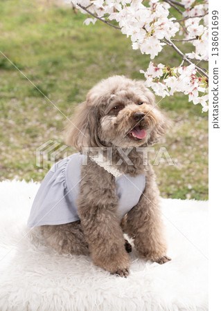 一隻玩具貴賓犬對著櫻花微笑 138601699