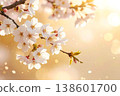 Beautiful cherry blossom branches bathed in golden light against a vibrant bokeh background. 138601700