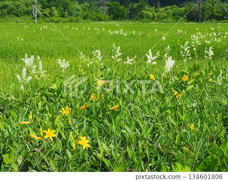 奧茲沼澤的夏季:藜蘆和萱草 奧茲沼澤的夏季:藜蘆和萱草 138601806